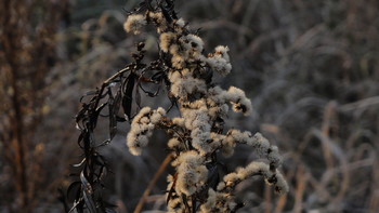 Blumen im November / ***