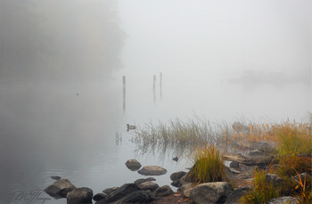 Nebliger Morgen / ***
