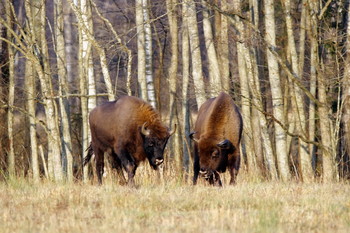 Pashkevich68 / Pashkevich68