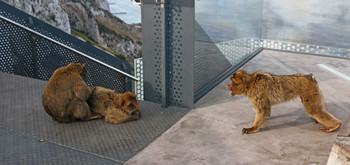 Drew Aufmerksamkeit / ***