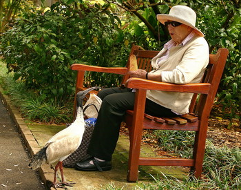 Drew Aufmerksamkeit / ***