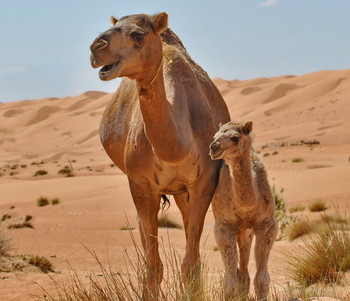 Drew Aufmerksamkeit / ***