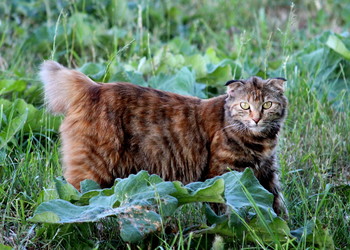 Drew Aufmerksamkeit / ***