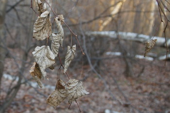 Spätherbst / ***