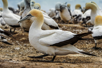 Basstölpel / Basstölpelkolonie auf Cape Kidnappers, NZ