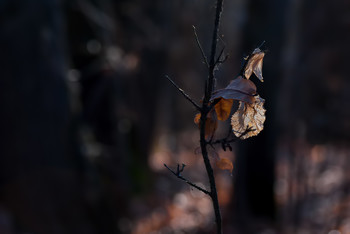 Oktober in den Wald / ***