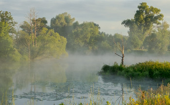 Sommermorgen. / ***