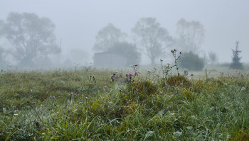 Letzte Blüten / ***