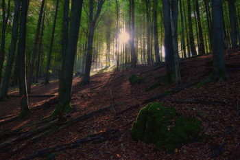 Natur / Odenwald / Hessen