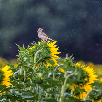 in der regen / ***