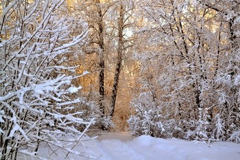 Gold-Winter / ...