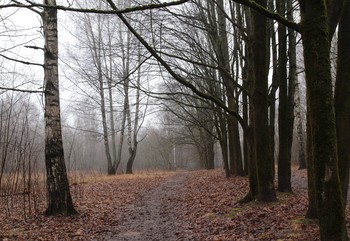 Im Herbst Park / ***