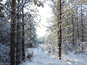 Winterwanderung / ...