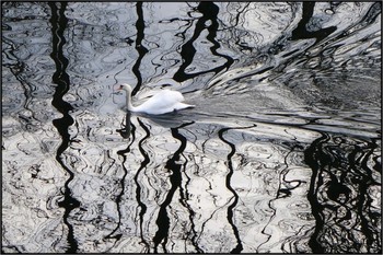 swanlake / swan swimming through shades on water - no filter!