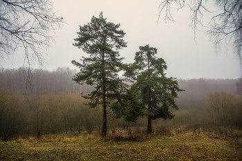 Zwei Kiefern / ...