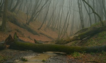 Im Wald / ***