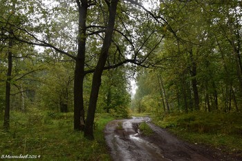 Nach dem Regen / ...