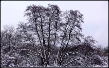 january grove / at evening - trees and meadiow in snow and frost