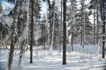 Winterwald / ...