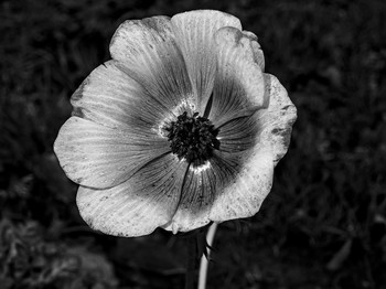 Wet morning / Flower on wet winter morning