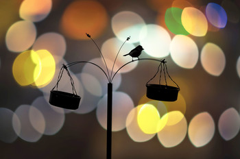 NIGHT BIRD / l'oiseau sur sa mangeoire en arrière plan les lumières de la ville(fiction)