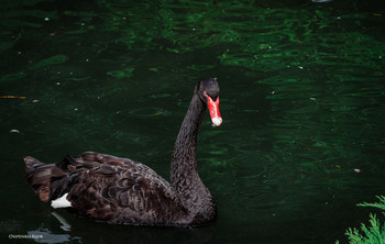 Black Swan / ***