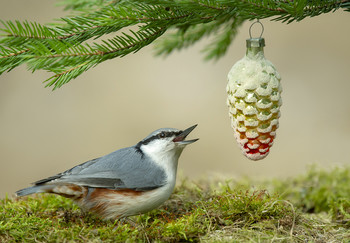 FROHE WEIHNACHTEN!!! / .....