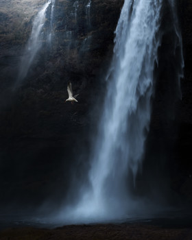 Sea gull and the waterfall / Seagull looking for fish in the water below the waterfall.