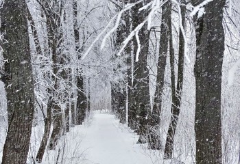 Schnee / ***