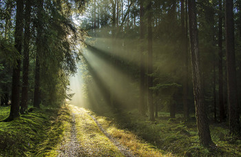 Forest Road. / ***