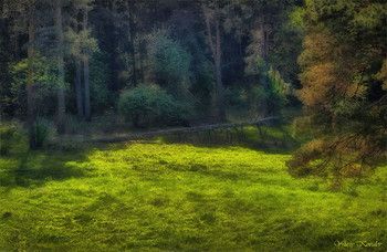 Wald Geschichte / ***
