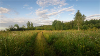 Im Wald / ***