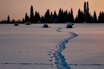 Spuren im Schnee. / ***