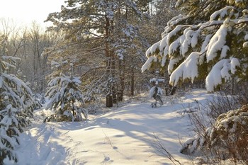 in den Winterwald / ...