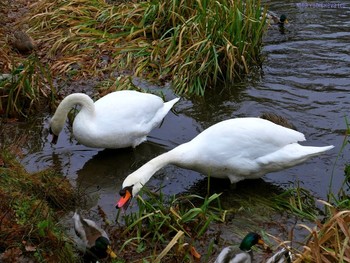 Swans / ***