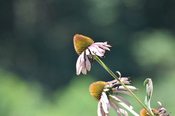 flower / flower