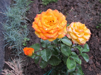 Rose / ***