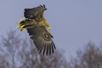 Abgehoben / Seeadler - wildlife -