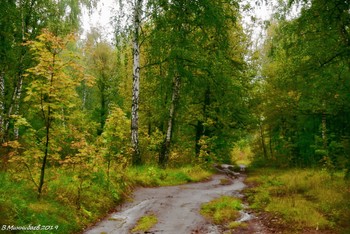 Sommer in den Wäldern / ...