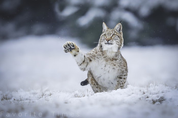 Hello all together / lynx in the snow