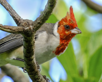 Red Crested Cardinal / Red Crested Cardinal