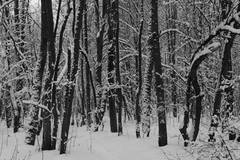 Winterwald / ***