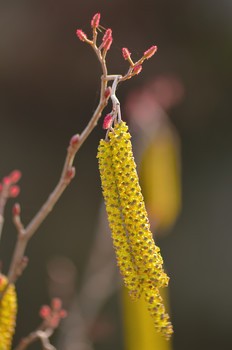 just a weed / its winter nothing exciting lol