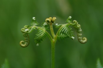 Balance / Fern sprout centered and focus on foreground on green background