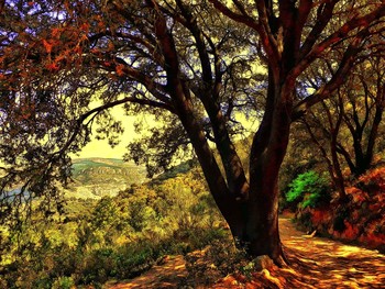 Alforja / camí a Puigcerver (ermita) - Baix Camp