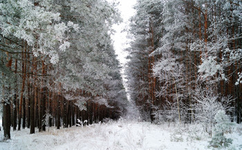 Winterwald / ***