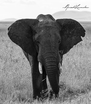African Bush Elephant / African Bush Elephant in B&amp;W 
Photo taken in Serengeti National Park, Tanzania , 2020