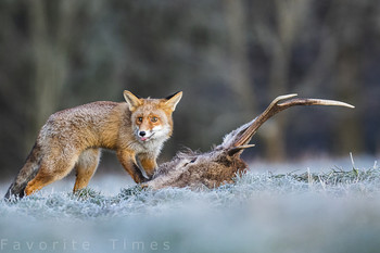 Nach der Jagd.... / Fuchs