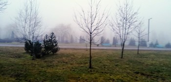 Nebel im Park / ***