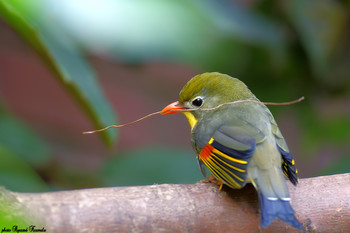 I will make a nest / The red-billed leiothrix (Leiothrix lutea).